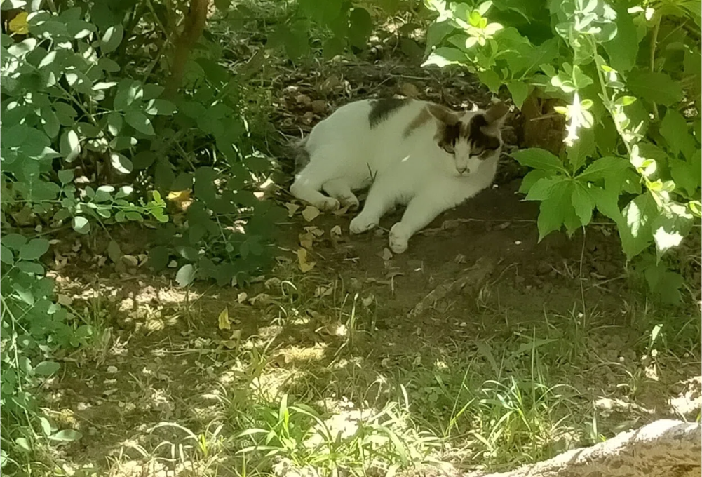 清華園の外観
